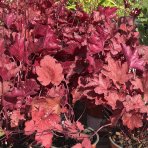 Heuchera hybridná (Heuchera hybrida) ´FIRE CHIEF´® - kont. C1L